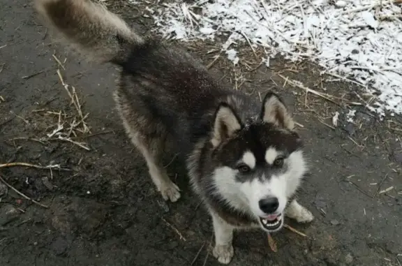 Найдена собака в Мурманске!