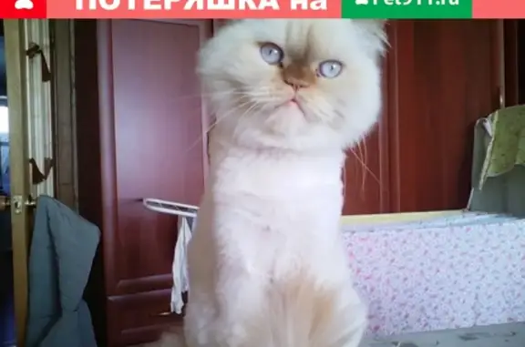Пропал кот Ричи в поселке Власово, Вологодская область