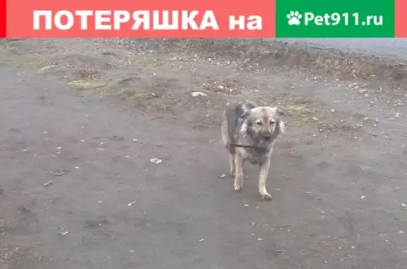 Найдена собака на остановке Чумбарова-Лучинского в Мурманске