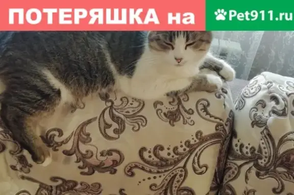 Пропала кошка на Поле чудес в Зеленодольске