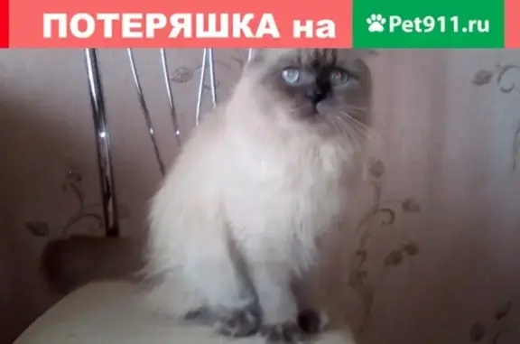 Пропала вислоухая кошка в Ясном, Оренбургская область