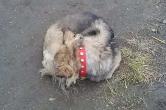 Собака найдена на пр. Г. Североморцев, Мурманск