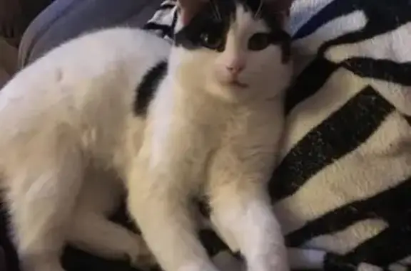 Кошки потеряшки, деревня Верхние Осельки, фото: Потеряшка кот Саймон в деревне Осельки, ЛО.