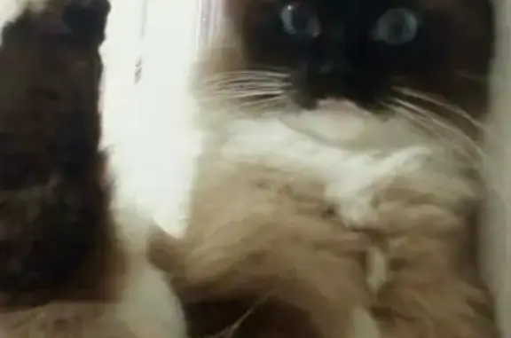 Кошки потеряшки, Киров, фото: Потеряшка кот в микрорайоне Зиновы на Широтной, 4!