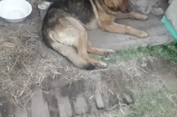Найдена собака в Чите #потеряшкичита