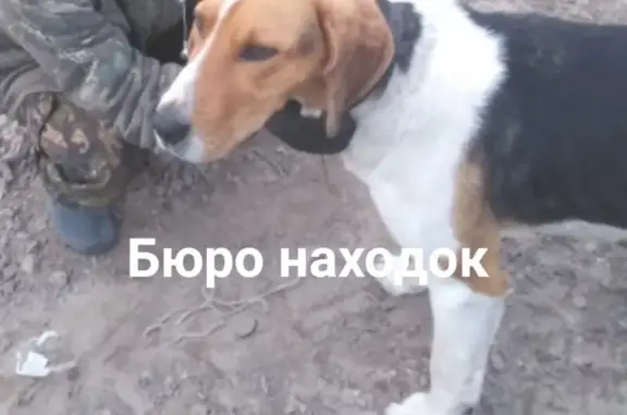 Найдена собака в деревне Быстрокурья, Архангельск