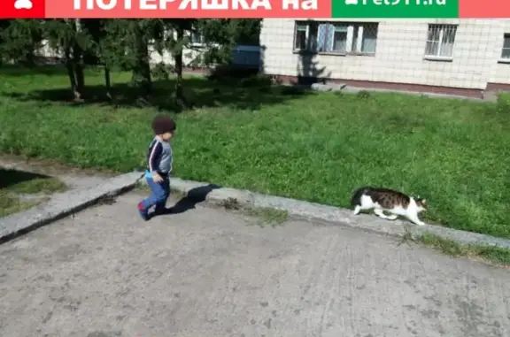 Пропала кошка около 53 дома в Новосибирске