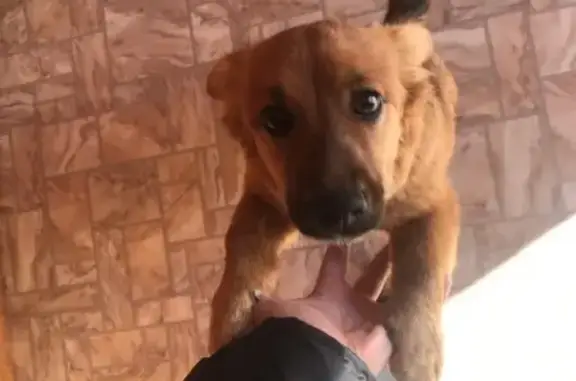 Пропала собака Дельта в Красноярском крае