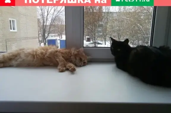 Пропал рыжий кот в Иваново, контактная информация.