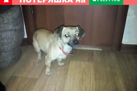 Найдена собака на ул. Новый быт, Кострома