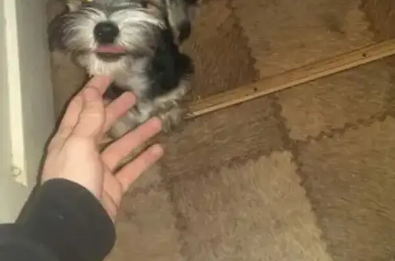 Собаки потеряшки, Мирный, фото: Потеряшка собака Арчи в поселке Мирный