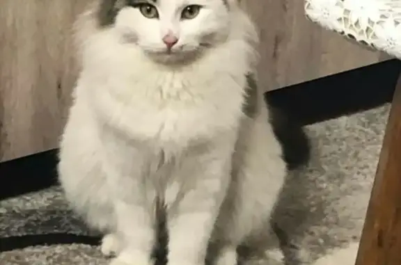 Пропал кот на ул. Эльбрусской, бело-серый окрас, номер на ошейнике.