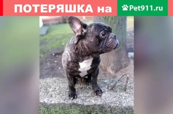 Пропала собачка в Багратионовске, кличка Толик