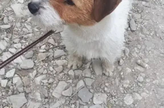 Пропала собака в Новороссийске