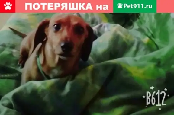 Собаки потеряшки, село Ново-Талицы, фото: Потеряшка собака Альма в Ново-талицах