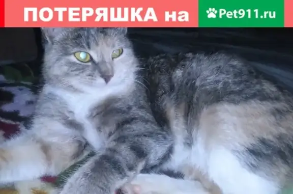 Пропала кошка на ул. Кузнечной, Ковров