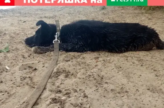 Пропала собака Бой в Борисково, Казань.