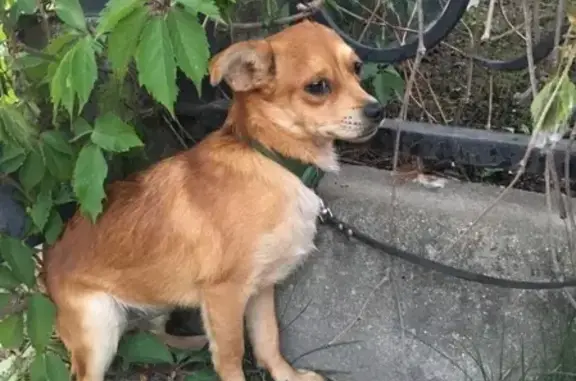 Найдена рыжая собака в Лобне