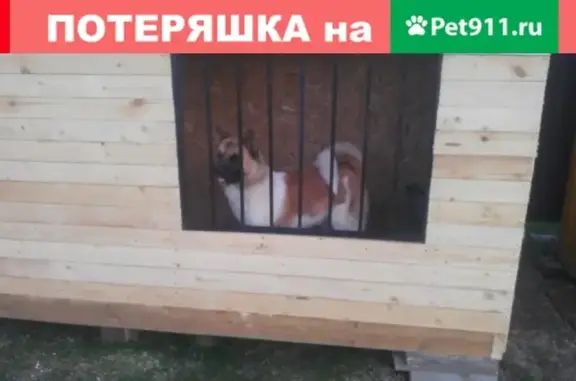 Пропала собака в Семёнково, Московская область