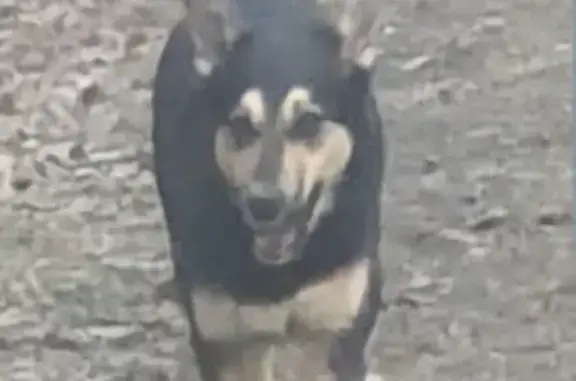 Пропала собака Дуня в СНТ Таганский, Московская область