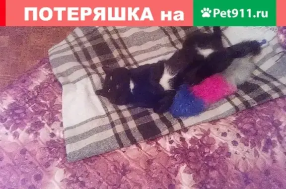 Пропала кошка Тимоша в Рязани, вознаграждение за находку