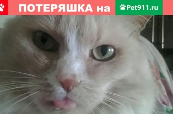 Пропала кошка в Козуево, Кострома