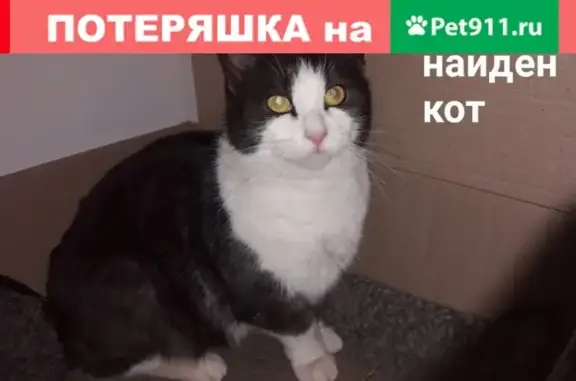 Найден кастрированный кот на пл. Лядова, Нижний Новгород