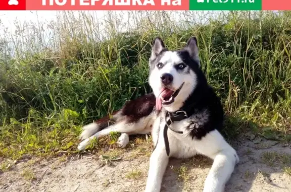 Пропала собака в Иваново, ул. Павла Большевикова, 23.05 вечером