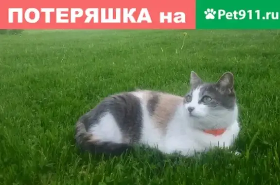 Найдена кошка #Сиверский на ул. Фрунзе