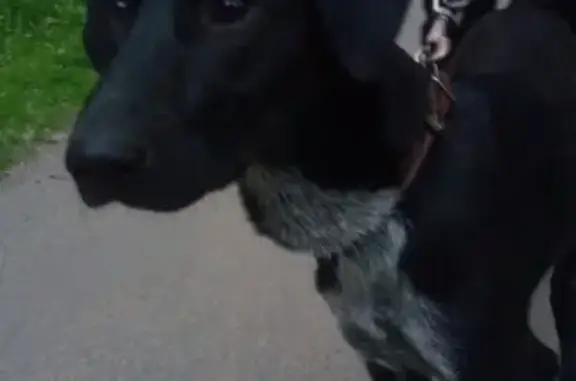 Найдена собака на Комендантском проспекте в СПб