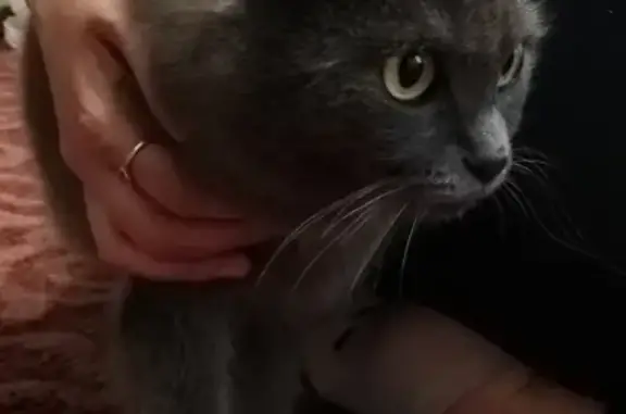 Найдена кошка у ж/д поликлиники в Воронеже