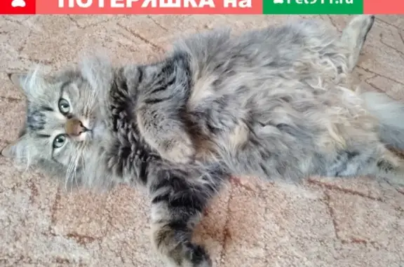 Пропала кошка в районе Тучина, Евпатория