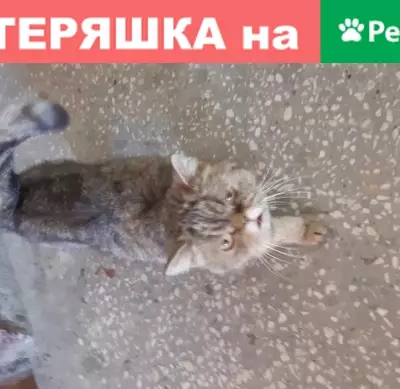 Найдена кошка на Мавлютова 41 в Казани