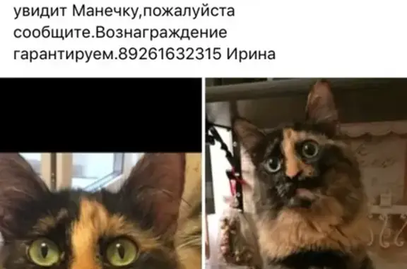 Пропала кошка в Химках на улице Лавочкина