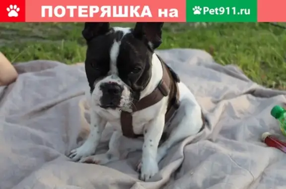 Пропала собака в Романовке, Гатчинский район