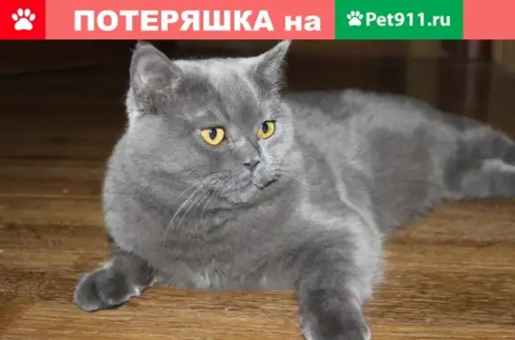 Пропал британский кот в Селиваново, Киржач.