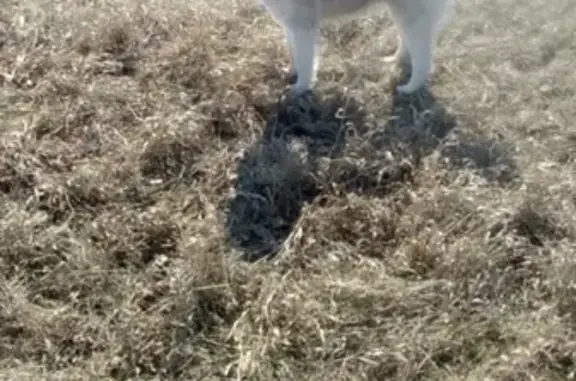 Собаки потеряшки, СНТ Свияга, фото: Потеряшка собака Хаски Маламут в районе Свияги, Ульяновск