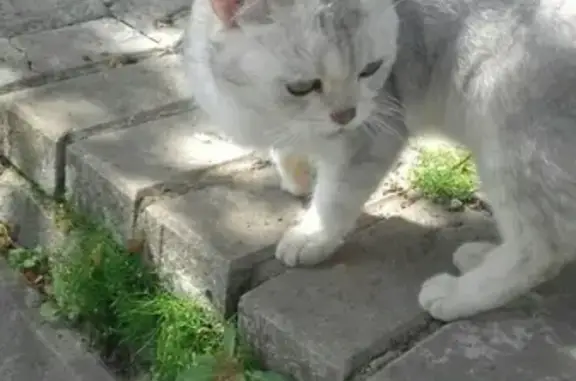 Объявления о пропавших и найденных животных, Смоленск, фото: Пропала кошка в Дубровенке, Смоленск.