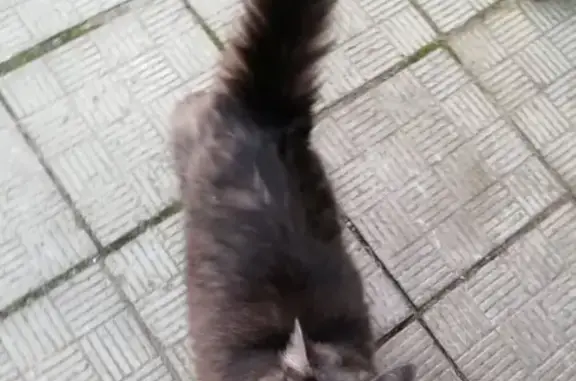 Найдена кошка на ул. Мининской в Брянске