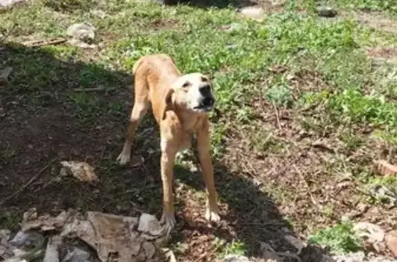 Найдена охотничья собака в Благовещенском р-не