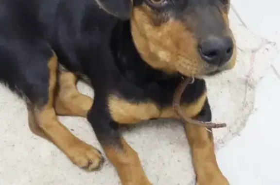 Найдена собака в центре Алапаевска