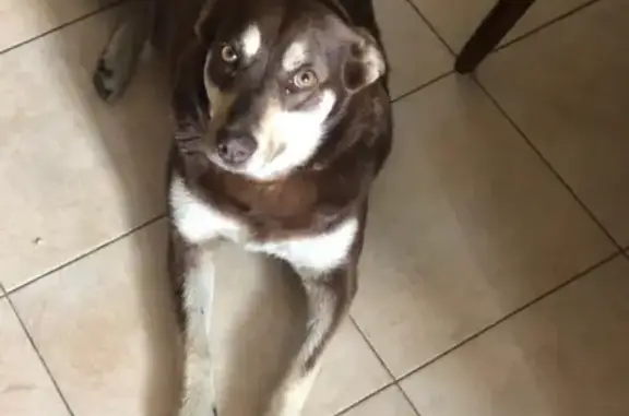 Найдена собака в Химках, шоколадного цвета с подпалинами