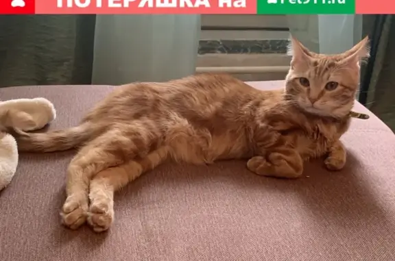 Кошки потеряшки, Москва, фото: Потеряшка кот на ул. Плеханова, Москва, 28к2