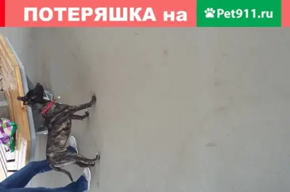 Найдена собака на Хорошёвском шоссе