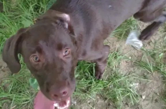 Найдена собака, Москва, фото: Найдена собака на Мичуринском проспекте