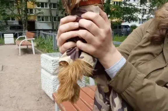 Найдена собака на ул. Руднева, д. 30корп1