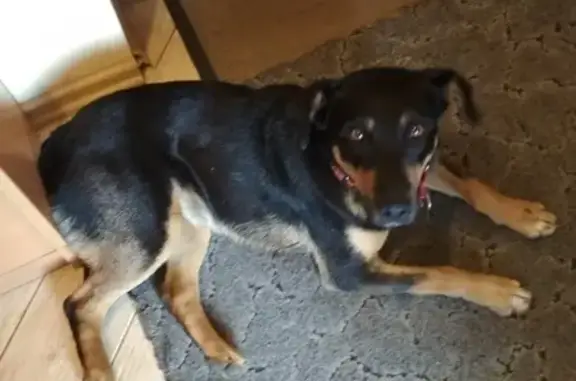 Найдена собака в Калининграде - ищу старых хозяев!