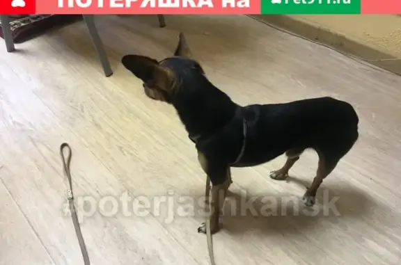 Найдена собака в Новосибирске, район остановки 