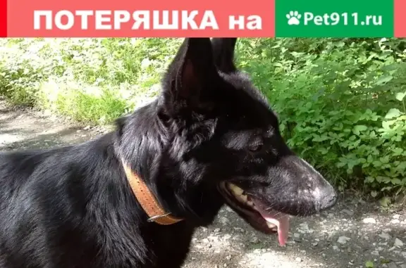 Собака найдена в Красной Поляне, похожа на бельгийскую овчарку.