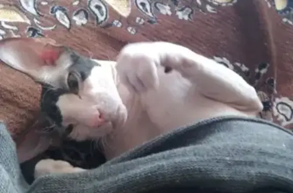 Потерянные животные Ольшанка, фото: Пропал кот в районе Ольшанки, нужна помощь